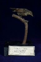 紅尾鶲藏品圖，第4張
